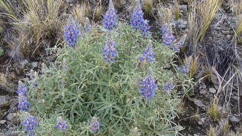 Illampu Trek Steves (161).JPG